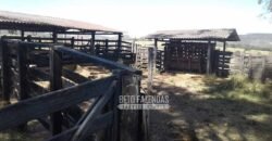 Fazenda Produtiva 3.260 hectares Lavoura de Cana e Eucalipto | João Pinheiro/MG Fazenda Produtiva 3.260 hectares Lavoura de Cana e Eucalipto | João Pinheiro/MG