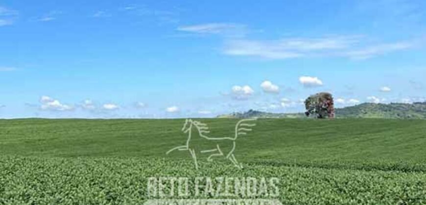 Extraordinária Fazenda à Venda 975 hectares Infraestrutura Completa de Soja | São Carlos/ SP Extraordinária Fazenda à Venda 975 hectares Infraestrutura Completa de Soja | São Carlos/ SP