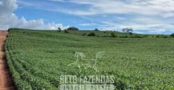 Extraordinária Fazenda à Venda 975 hectares Infraestrutura Completa de Soja | São Carlos/ SP Extraordinária Fazenda à Venda 975 hectares Infraestrutura Completa de Soja | São Carlos/ SP