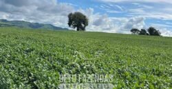 Extraordinária Fazenda à Venda 975 hectares Infraestrutura Completa de Soja | São Carlos/ SP Extraordinária Fazenda à Venda 975 hectares Infraestrutura Completa de Soja | São Carlos/ SP