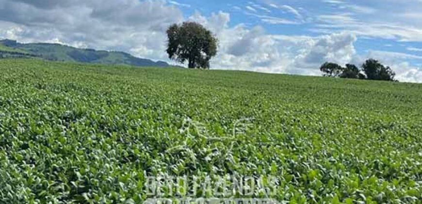 Extraordinária Fazenda à Venda 975 hectares Infraestrutura Completa de Soja | São Carlos/ SP Extraordinária Fazenda à Venda 975 hectares Infraestrutura Completa de Soja | São Carlos/ SP