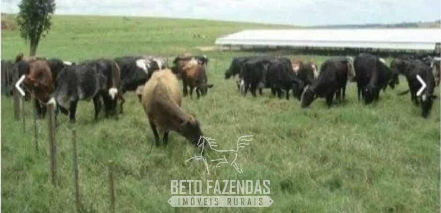 Fazenda de Alto Padrão 394,4 Has Montada na Pecuária Porteira Fechada | Próxima a São Paulo/ SP