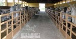 Fazenda de Alto Padrão 394,4 Has Montada na Pecuária Porteira Fechada | Próxima a São Paulo/ SP