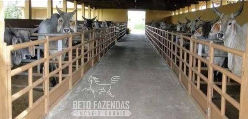 Fazenda de Alto Padrão 394,4 Has Montada na Pecuária Porteira Fechada | Próxima a São Paulo/ SP