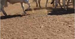 Fazenda Extraordinária Porteira Fechada 17.530 hectares no Sudoeste do Tocantins – Dupla Aptidão!