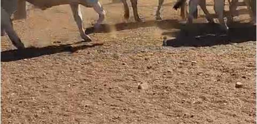 Fazenda Extraordinária Porteira Fechada 17.530 hectares no Sudoeste do Tocantins – Dupla Aptidão!