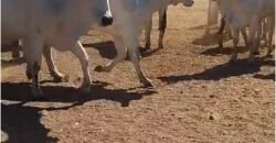 Fazenda Extraordinária Porteira Fechada 17.530 hectares no Sudoeste do Tocantins – Dupla Aptidão!