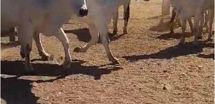 Fazenda Extraordinária Porteira Fechada 17.530 hectares no Sudoeste do Tocantins – Dupla Aptidão!