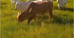 Fazenda Extraordinária Porteira Fechada 17.530 hectares no Sudoeste do Tocantins – Dupla Aptidão!