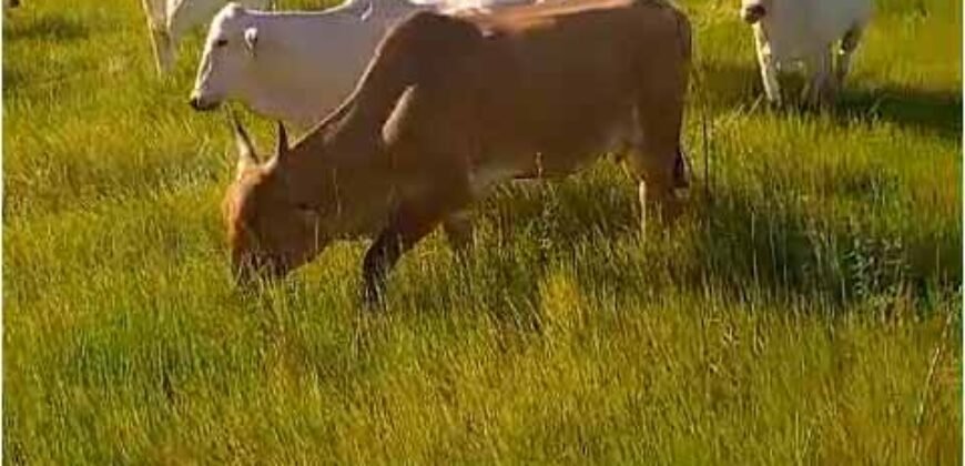 Fazenda Extraordinária Porteira Fechada 17.530 hectares no Sudoeste do Tocantins – Dupla Aptidão!