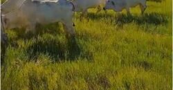 Fazenda Extraordinária Porteira Fechada 17.530 hectares no Sudoeste do Tocantins – Dupla Aptidão!