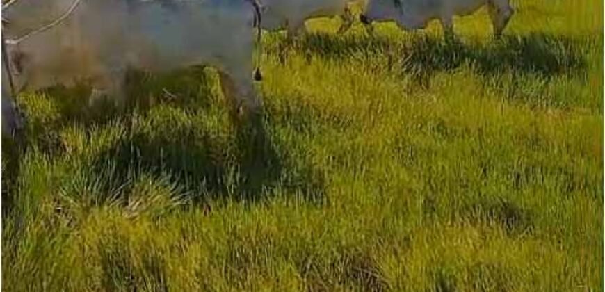 Fazenda Extraordinária Porteira Fechada 17.530 hectares no Sudoeste do Tocantins – Dupla Aptidão!