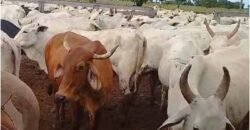 Fazenda Extraordinária Porteira Fechada 17.530 hectares no Sudoeste do Tocantins – Dupla Aptidão!