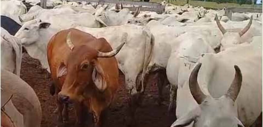 Fazenda Extraordinária Porteira Fechada 17.530 hectares no Sudoeste do Tocantins – Dupla Aptidão!