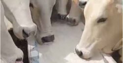 Fazenda Extraordinária Porteira Fechada 17.530 hectares no Sudoeste do Tocantins – Dupla Aptidão!