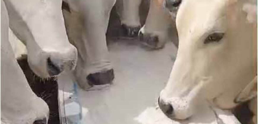 Fazenda Extraordinária Porteira Fechada 17.530 hectares no Sudoeste do Tocantins – Dupla Aptidão!