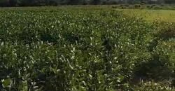 Fazenda Extraordinária Porteira Fechada 17.530 hectares no Sudoeste do Tocantins – Dupla Aptidão!