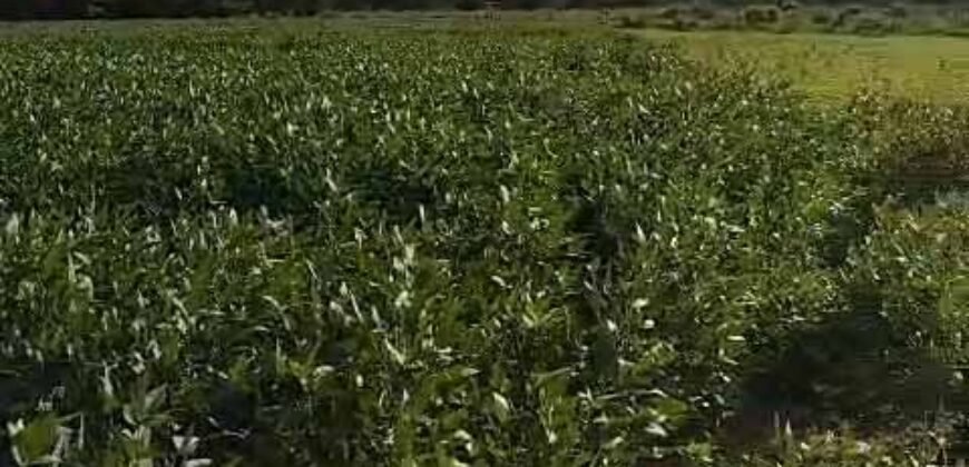 Fazenda Extraordinária Porteira Fechada 17.530 hectares no Sudoeste do Tocantins – Dupla Aptidão!