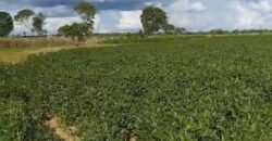 Fazenda Extraordinária Porteira Fechada 17.530 hectares no Sudoeste do Tocantins – Dupla Aptidão!