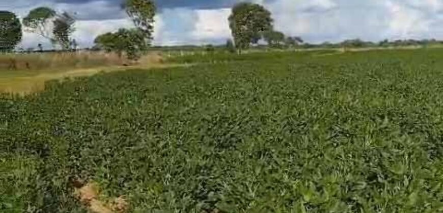 Fazenda Extraordinária Porteira Fechada 17.530 hectares no Sudoeste do Tocantins – Dupla Aptidão!