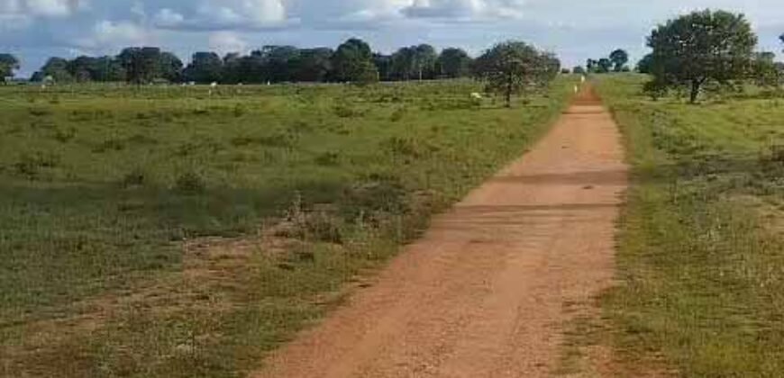 Fazenda Extraordinária Porteira Fechada 17.530 hectares no Sudoeste do Tocantins – Dupla Aptidão!