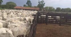 Extraordinária Fazenda para Pecuária à Venda 2.725 hectares  | Monte Alegre de Goiás/ GO