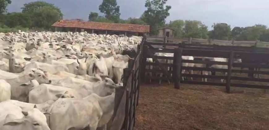 Extraordinária Fazenda para Pecuária à Venda 2.725 hectares  | Monte Alegre de Goiás/ GO