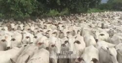 Extraordinária Fazenda para Pecuária à Venda 2.725 hectares  | Monte Alegre de Goiás/ GO