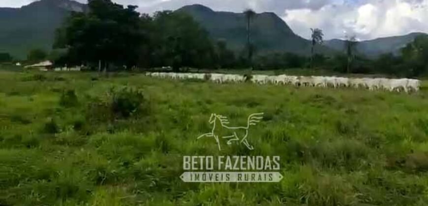 Extraordinária Fazenda para Pecuária à Venda 2.725 hectares  | Monte Alegre de Goiás/ GO