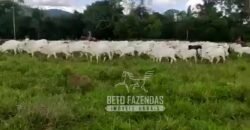 Extraordinária Fazenda para Pecuária à Venda 2.725 hectares  | Monte Alegre de Goiás/ GO