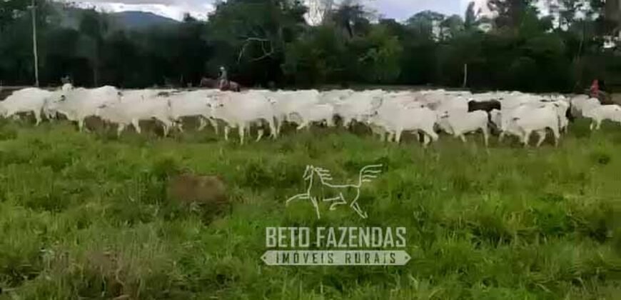 Extraordinária Fazenda para Pecuária à Venda 2.725 hectares  | Monte Alegre de Goiás/ GO