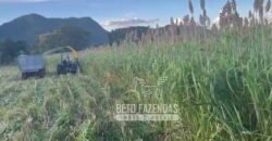 Extraordinária Fazenda para Pecuária à Venda 2.725 hectares  | Monte Alegre de Goiás/ GO