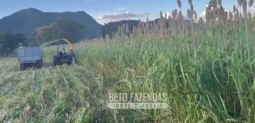 Extraordinária Fazenda para Pecuária à Venda 2.725 hectares  | Monte Alegre de Goiás/ GO