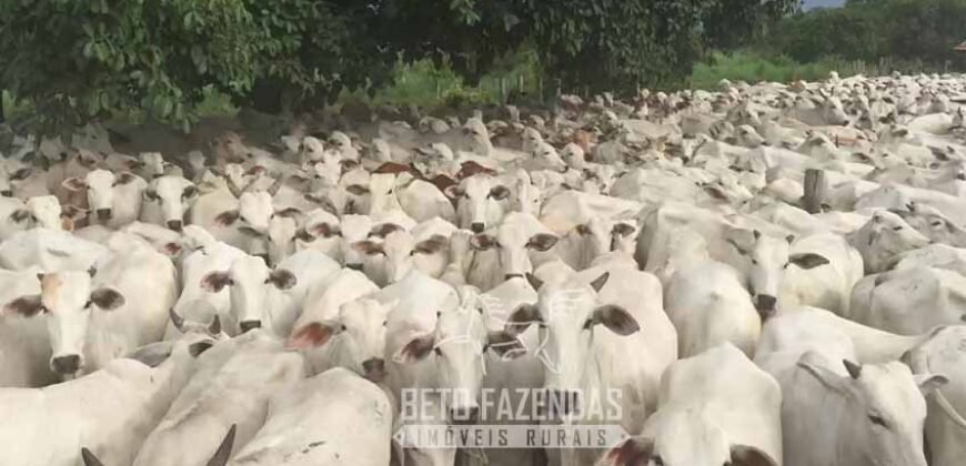 Extraordinária Fazenda para Pecuária à Venda 2.725 hectares  | Monte Alegre de Goiás/ GO