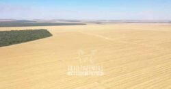 Excelente Fazenda à Venda 7.200 hectares Oportunidade no Agronegócio | Região de Querência / MT