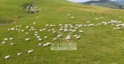 Excelente Fazenda à Venda 1.069 Hectares Investidores no Setor Agropecuário | Itaboraí/ RJ