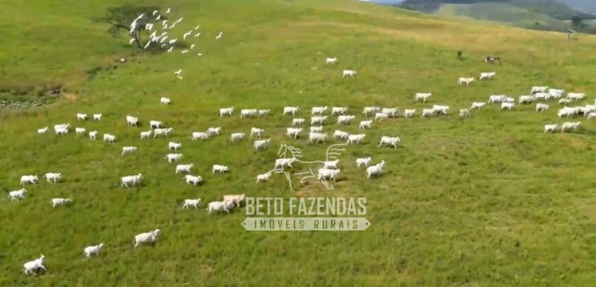 Excelente Fazenda à Venda 1.069 Hectares Investidores no Setor Agropecuário | Itaboraí/ RJ