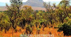 Fazenda 9.000 hectares no Cerrado Maranhense Documentação Regularizada | Morros/ MA