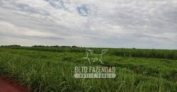 Fazenda Produtiva 303 Alqueires Lavoura de Cana | Ribeirão Preto/ SP