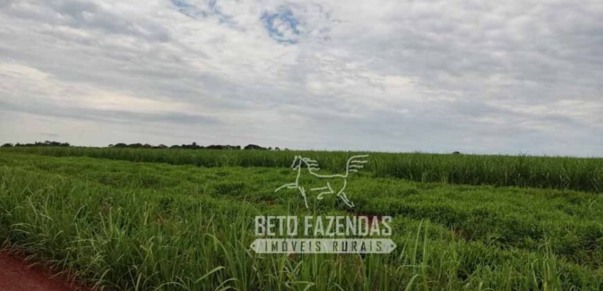 Fazenda Produtiva 303 Alqueires Lavoura de Cana | Ribeirão Preto/ SP