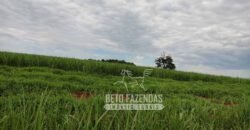 Fazenda Produtiva 303 Alqueires Lavoura de Cana | Ribeirão Preto/ SP