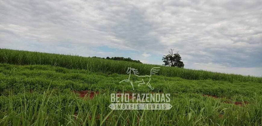 Fazenda Produtiva 303 Alqueires Lavoura de Cana | Ribeirão Preto/ SP