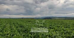 Fazenda Produtiva 303 Alqueires Lavoura de Cana | Ribeirão Preto/ SP