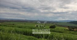 Fazenda Produtiva 303 Alqueires Lavoura de Cana | Ribeirão Preto/ SP