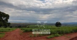 Fazenda Produtiva 303 Alqueires Lavoura de Cana | Ribeirão Preto/ SP
