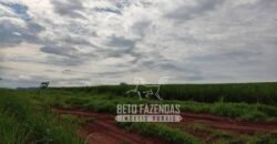 Fazenda Produtiva 303 Alqueires Lavoura de Cana | Ribeirão Preto/ SP