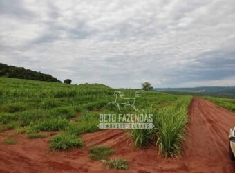 Fazenda Produtiva 303 Alqueires Lavoura de Cana | Ribeirão Preto/ SP
