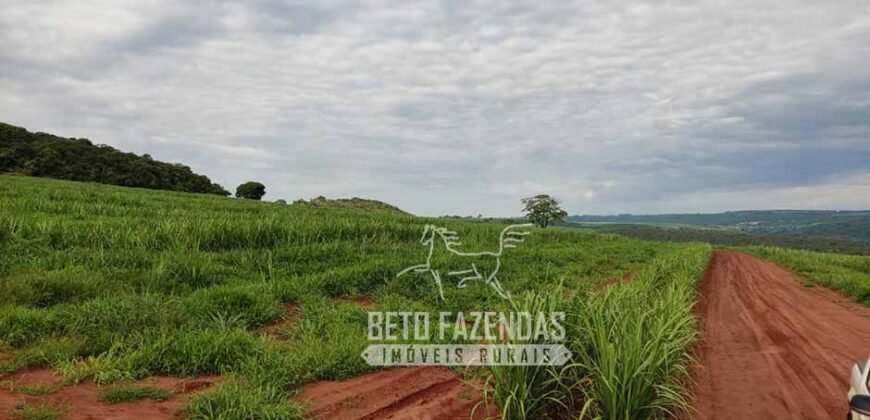 Fazenda Produtiva 303 Alqueires Lavoura de Cana | Ribeirão Preto/ SP