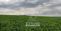 Fazenda Produtiva 303 Alqueires Lavoura de Cana | Ribeirão Preto/ SP