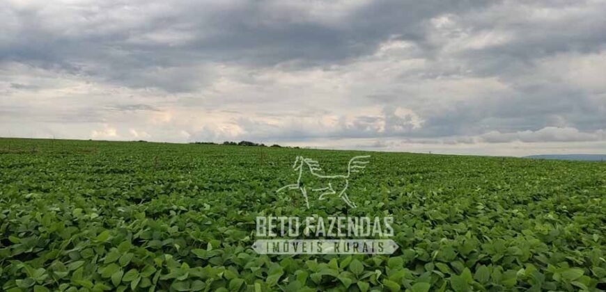 Fazenda Produtiva 303 Alqueires Lavoura de Cana | Ribeirão Preto/ SP